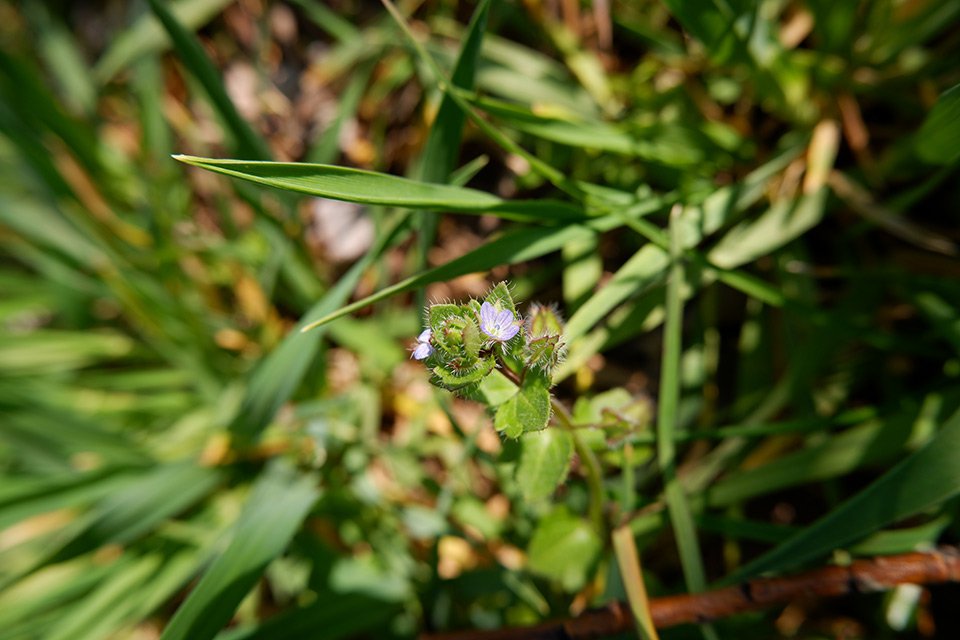 Rozrazil břečťanolistý (Veronica hederifolia). V květu je patrný bělavý střed.