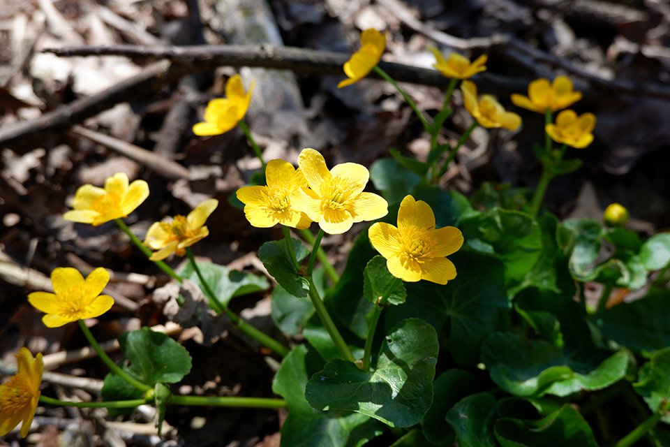 Blatouch bahenní (Caltha palustris) Blatouch je adaptovaný na mokřadní biotopy svou dutou lodyhou vyplněnou vzduchem.