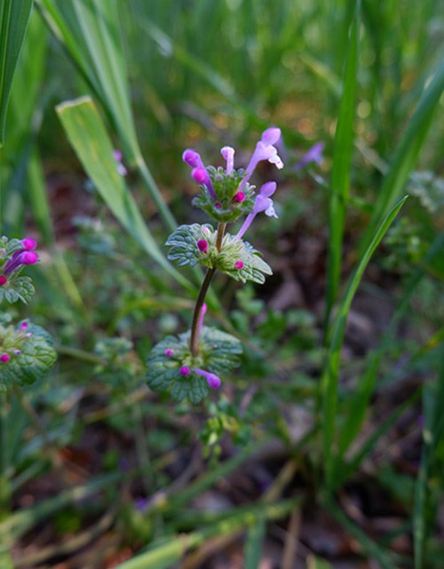 Hluchavka objímavá (Lamium amplexicaule). Zaujme svými typicky objímavými listeny a různě dlouhými květy (kratší květy jsou uzavřené a opylují se vlastním pylem).