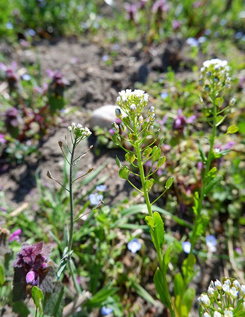 Kokoška pastuší tobolka (Capsella bursa-pastoris) a penízek rolní (Thlaspi arvense). Ty si nespletete a najdete s jistotou téměř na každém poli s plevely. Kokoška s trojúhelníkovitými a penízek se široce křídlatými okrouhlými šešulkami.