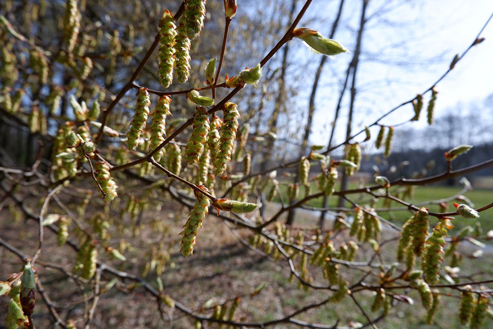 Habr obecný (Carpinus betulus). Často roste ve společnosti buků. Tvrdé a netvárné dřevo se využívalo v knihtiskařství, také k výrobě řeznických špalků a kláves do klavírů.