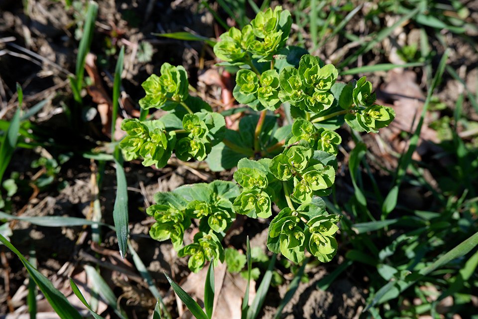Pryšec kolovratec (Euphorbia helioscopia). Pryšce vytváří složitá květenství složená z dalších květenství nazývaná cyathia.