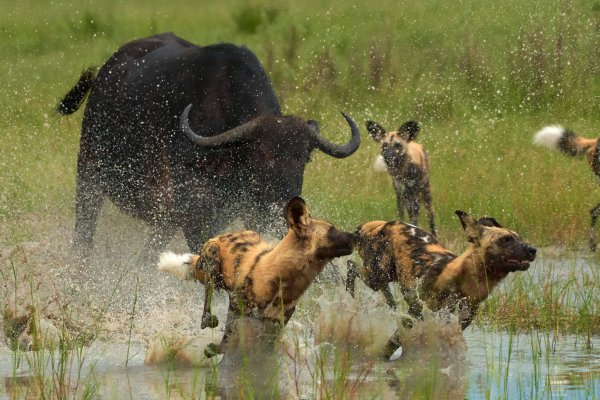 Okavango, foto Tomáš Grim