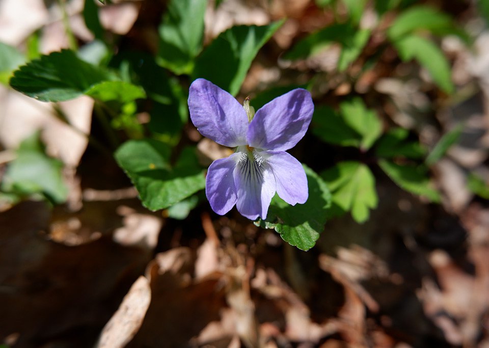 Violka Rivinova (Viola riviniana). Jedním z poznávacích znaků violek je vzhled ostruhy u květu. Violka Rivinova má bílou, silnou ostruhu.