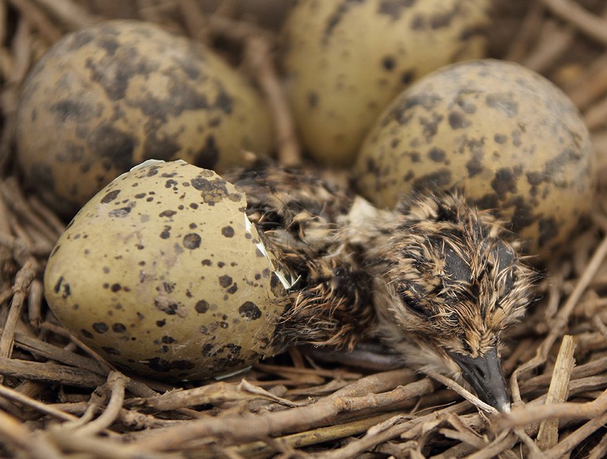 Líhnutí čejky chocholaté (Vanellus vanellus)