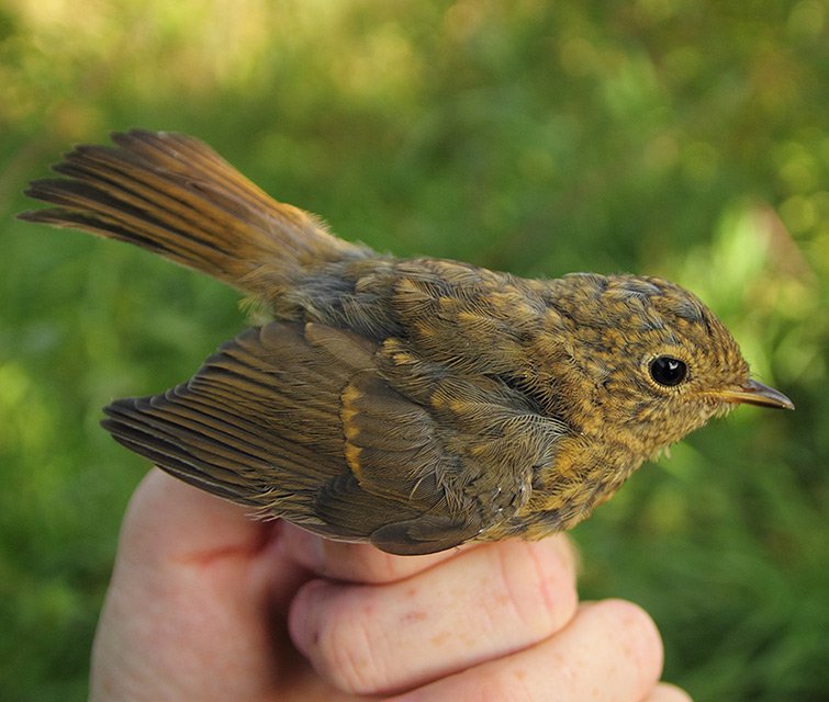 Mládě červenky obecné (Erithacus rubecula)