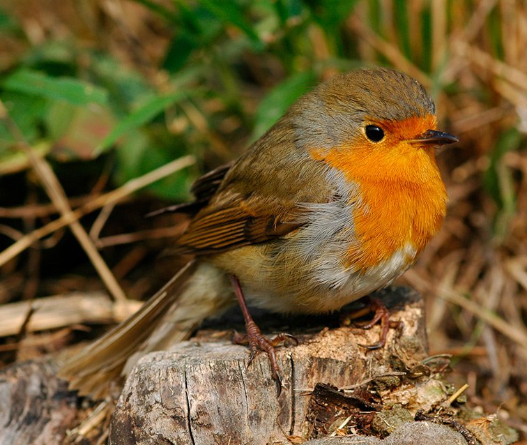 Červenka obecná (Erithacus rubecula)