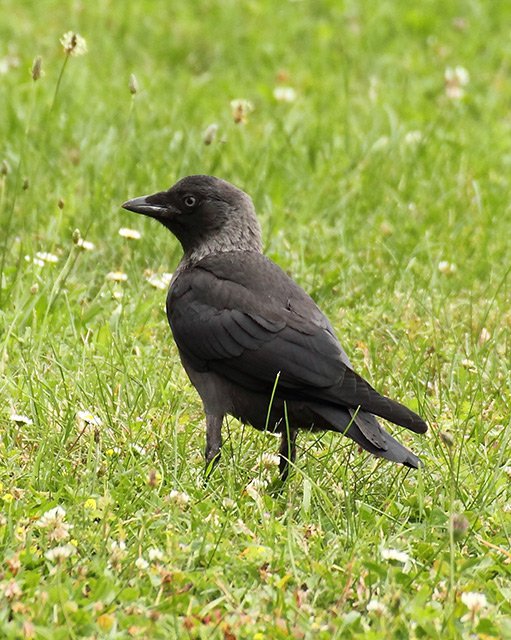 Mládě kavky obecné (Corvus monedula)