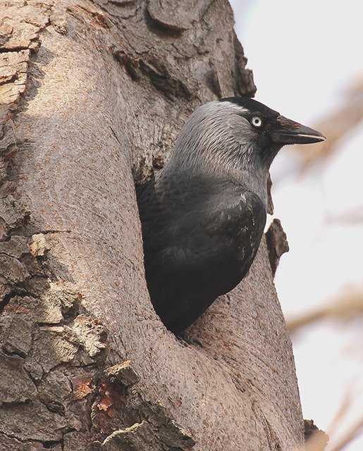 Kavka obecná (Corvus monedula)