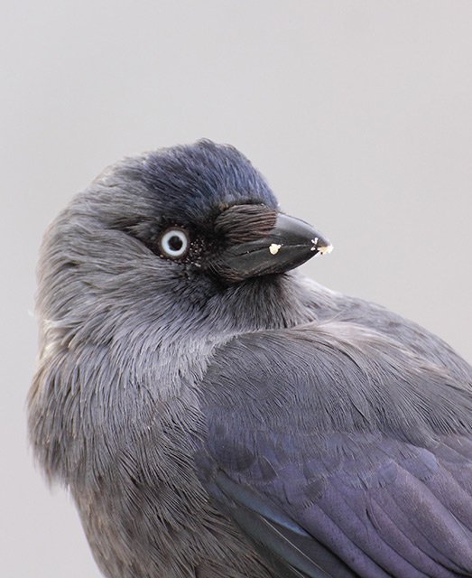 Kavka obecná (Corvus monedula)