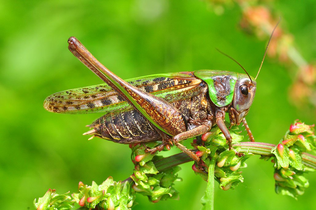 Kobylka hnědá, mizející druh
