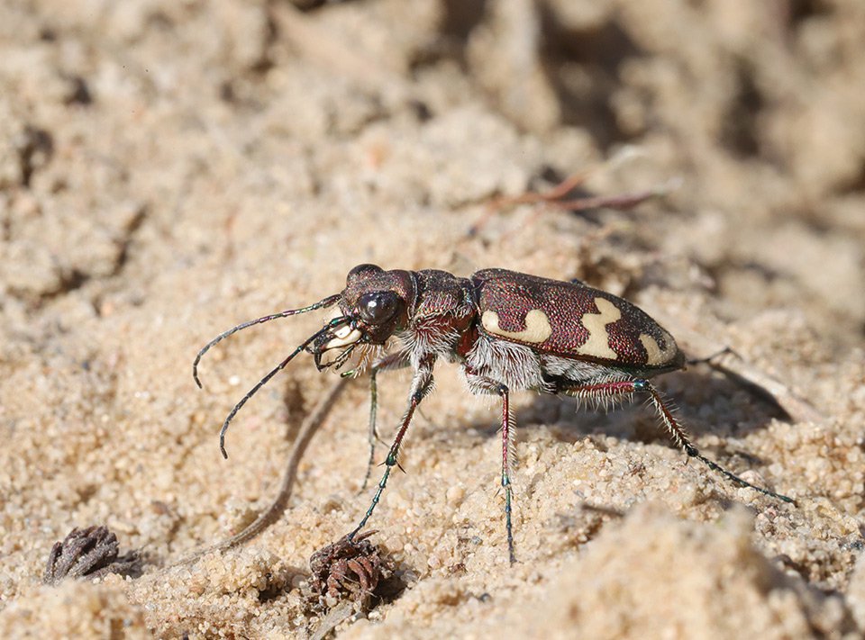 Svižník zvrhlý (Cicindela hybrida)