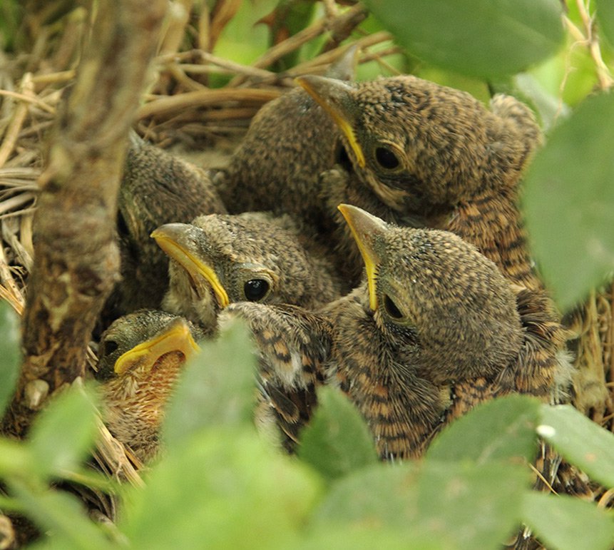 Mláďata na hnízdě ťuhýka obecného (Lanius collurio)
