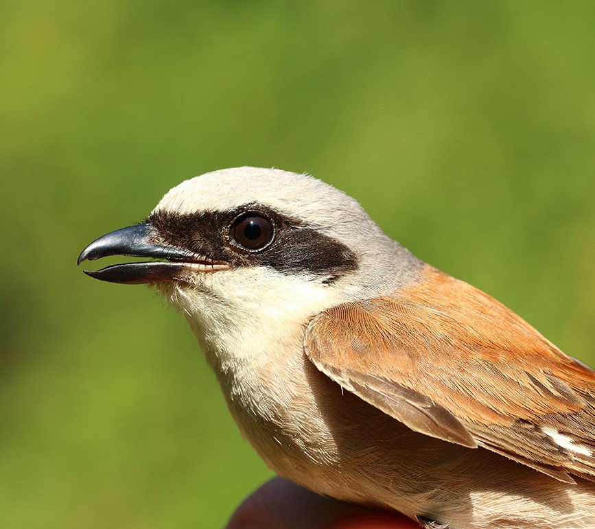 Samec ťuhýka obecného (Lanius collurio)