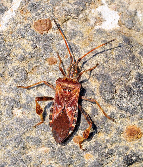 Vroubenka americká (Leptoglossus occidentalis)